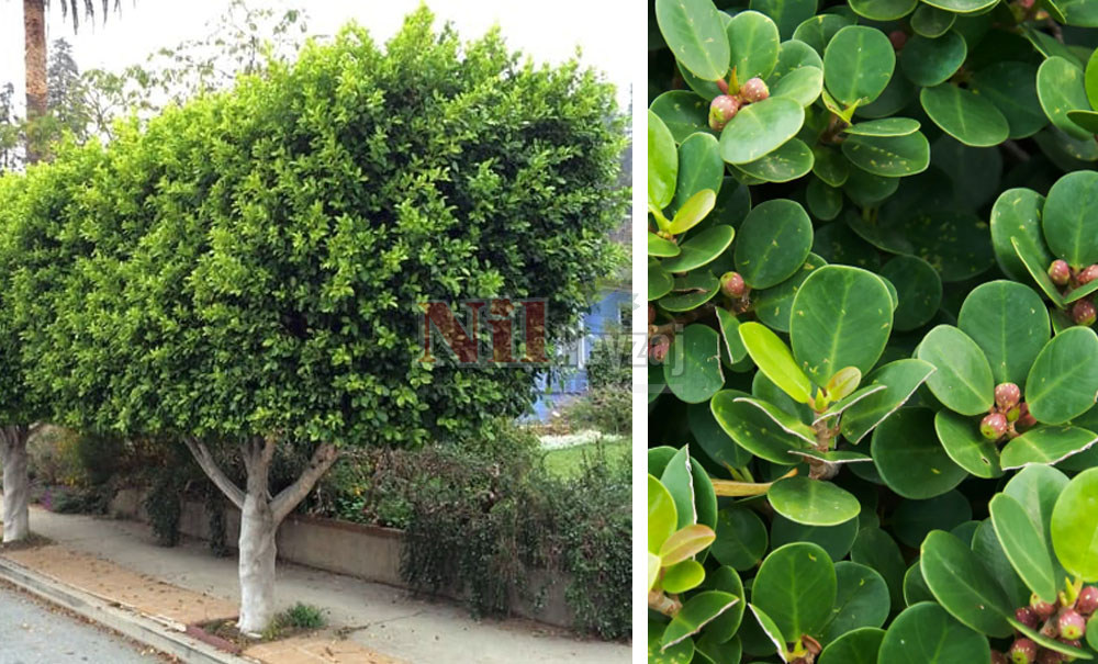 Ficus microcarpa/Hint Defne Kauçuğu