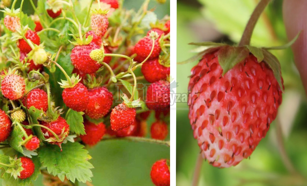 Fragaria vesca/Çilek