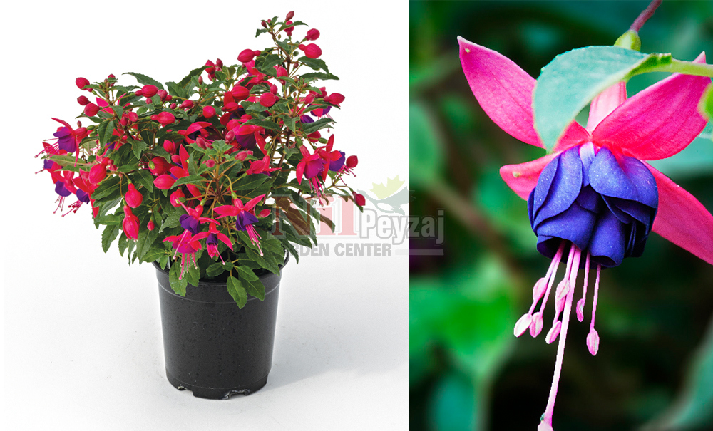 Fuchsia cultivars/Küpeli