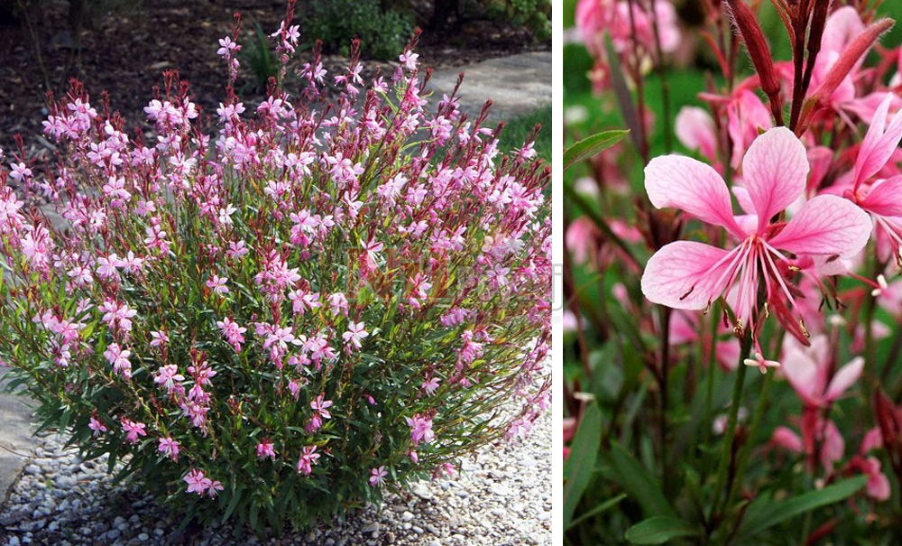 Gaura lindheimeri ‘Rosea’/Gaura-Pembe
