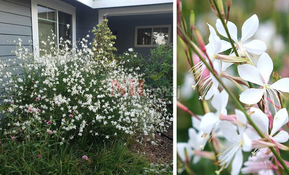 Gaura lindheimeri ‘White’/Gaura-Beyaz