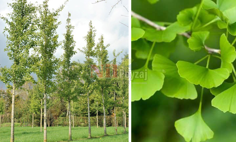 Ginkgo biloba/Mabet Ağacı