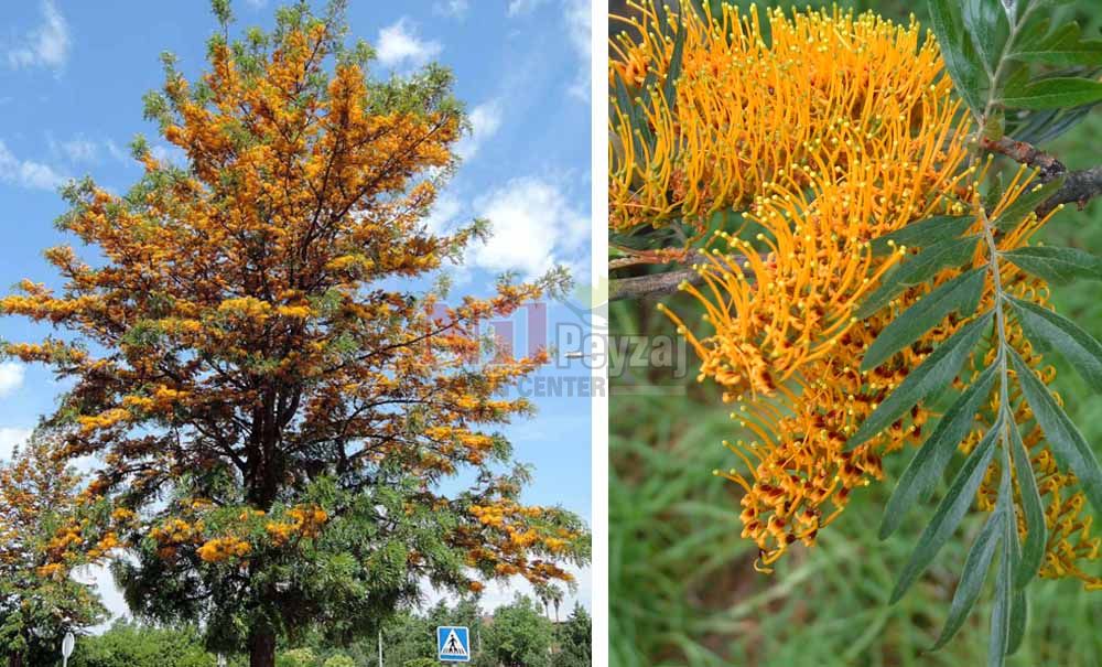 Grevillea robusta/İpek Ağacı