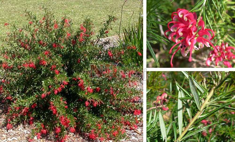 Grevillea rosmarinifolia/Grevilya
