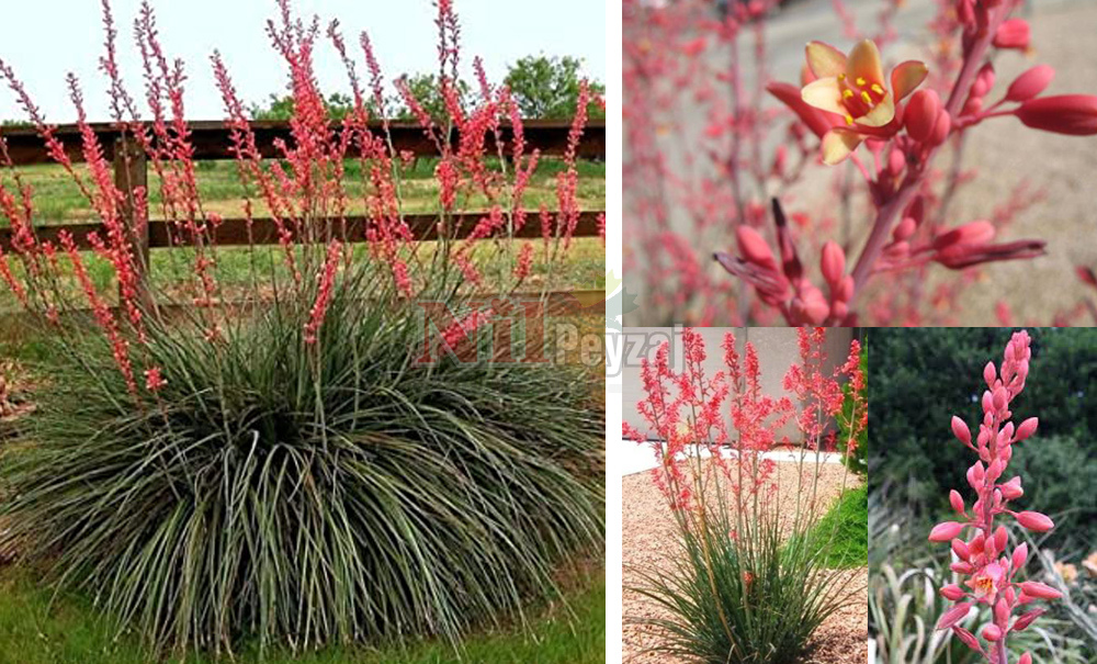 Hesperaloe parviflora