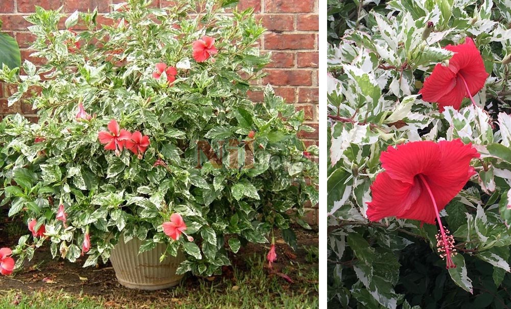 Hibiscus rosa-sinensis variegata/Alacalı Japon (Çin) Gülü