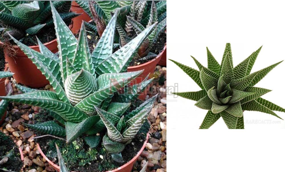 Howartia Limifolia Zebra