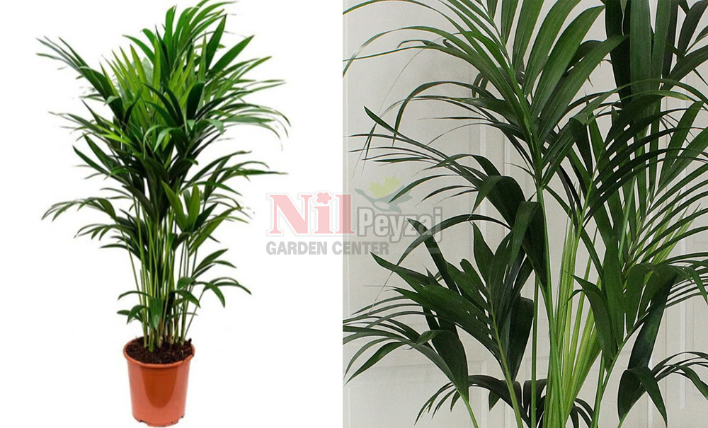 Howea Forsteriana/Kentia