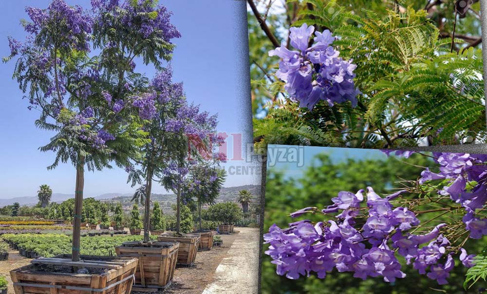 Jacaranda mimosifolia/Jakaranda