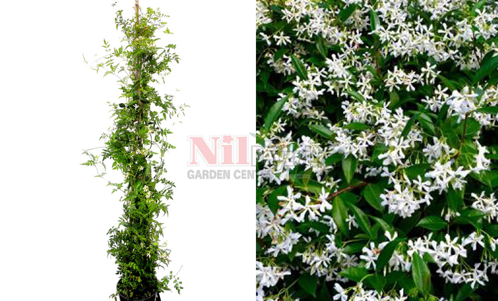 Jasminum azoricum
