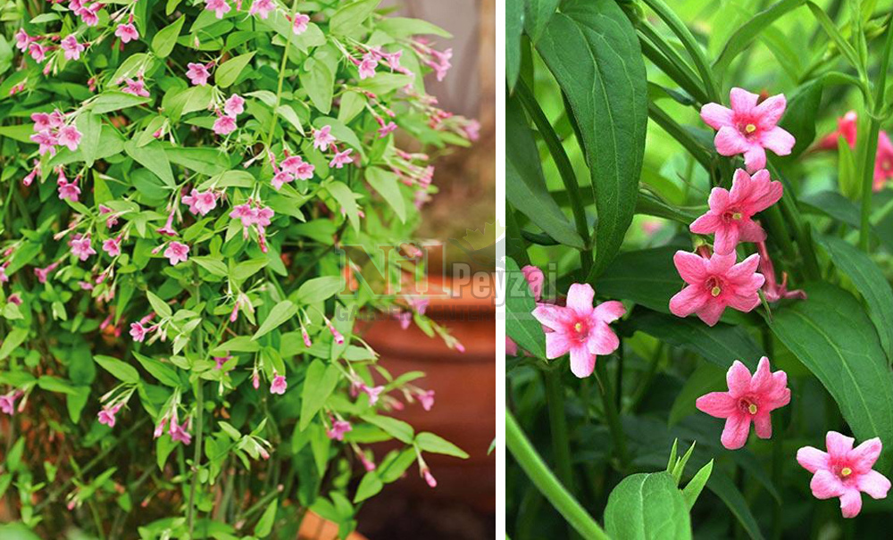 Jasminum beesianum/Kırmızı Yasemin