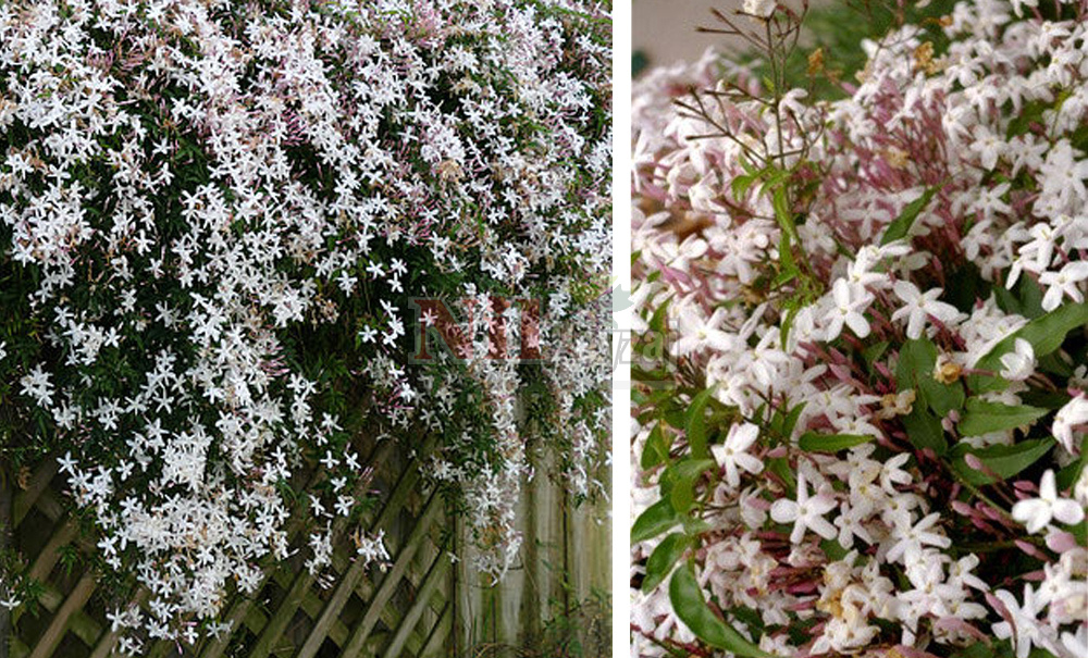 Jasminum grandiflorum/İspanyol Yasemini