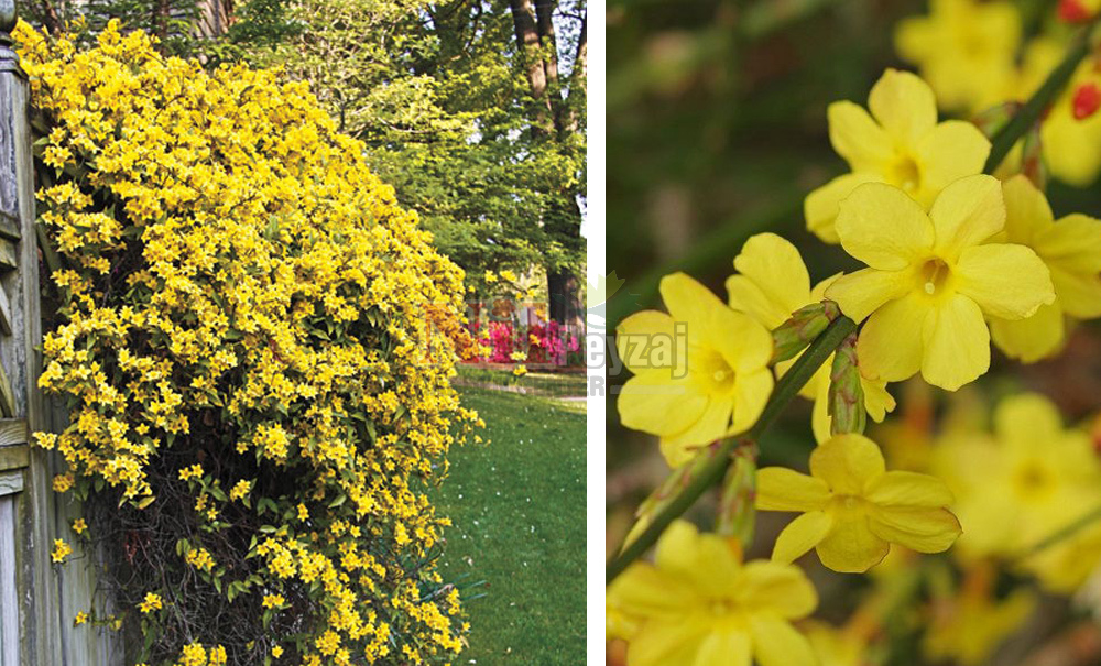 Jasminum nudiflorum/Sarı Yasemin