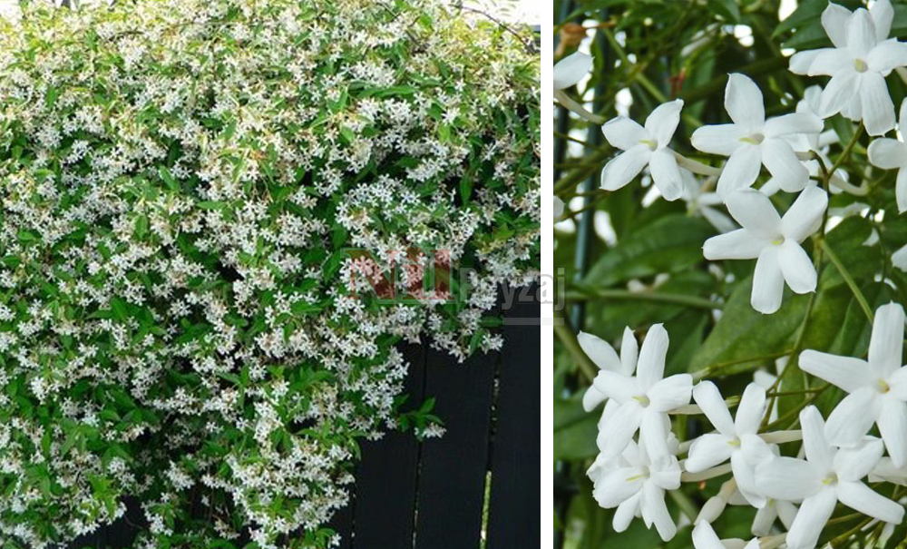 Jasminum officinale	/Yasemin