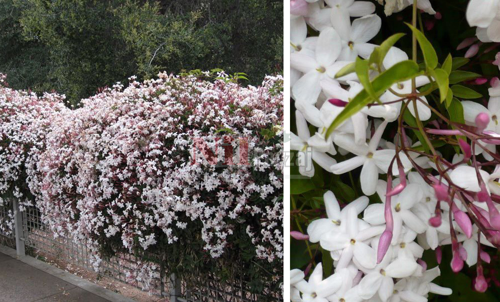 Jasminum polyanthum/Çin Yasemini