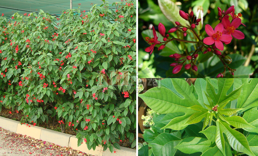 Jatropha integerrima