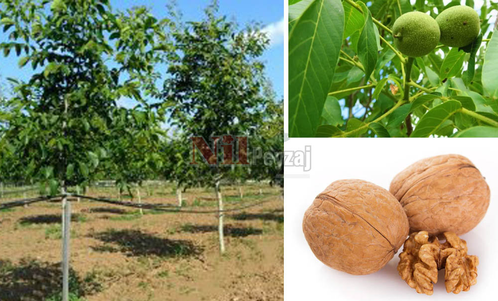 Juglans regia/Chandler Ceviz