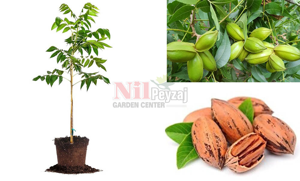 Juglans regia/Pikan Ceviz