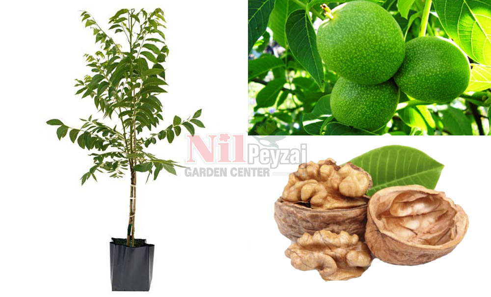 Juglans regia/Şebin Ceviz