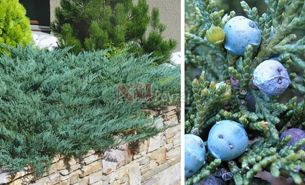 Juniperus sabina ‘Blue’/Sabin Ardıcı (Mavi)