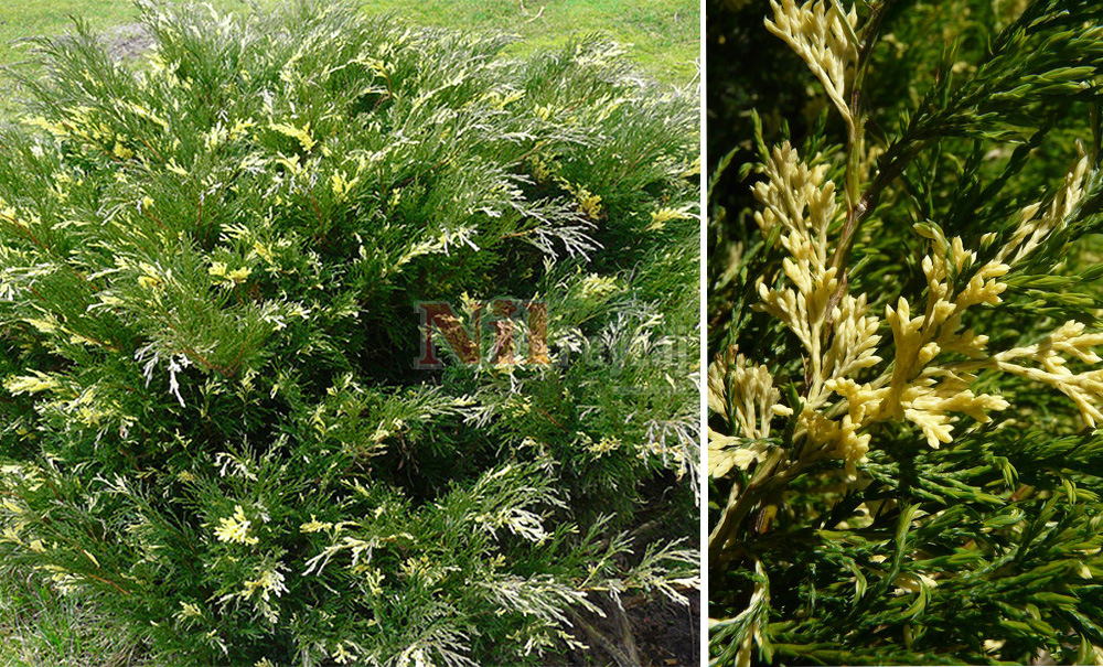 Juniperus sabina variegata/Sabin Ardıcı Alacalı