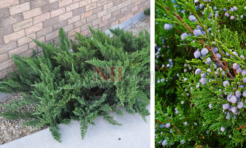 Juniperus sabina/Sabin Ardıcı