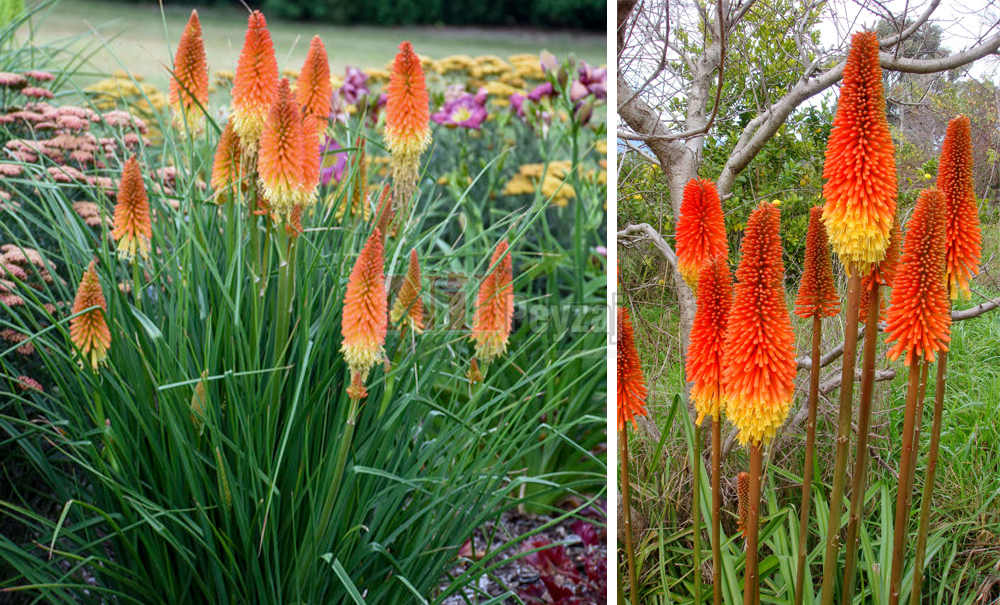 Kniphofia hibrit