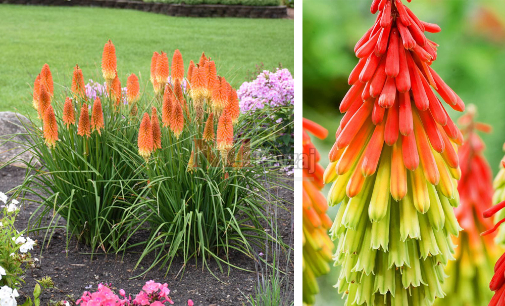 Kniphofia/Fener çiçeği