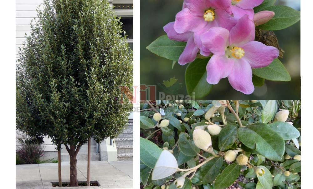 Lagunaria patersonii/Lagunarya