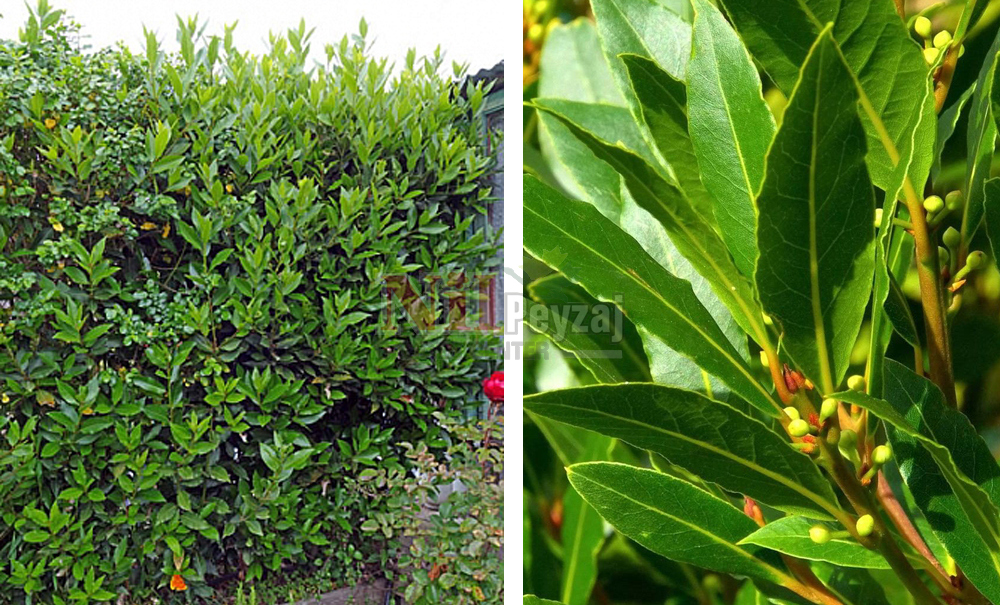 Laurus nobilis/Defne