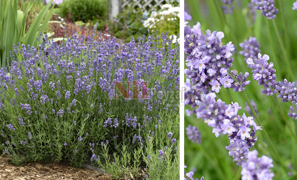 Lavandula angustifolia  ”Munstead”/Lavanta