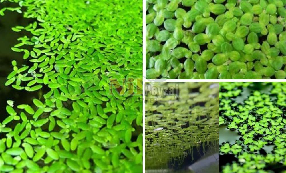 Lemna minör/Su Mercimeği