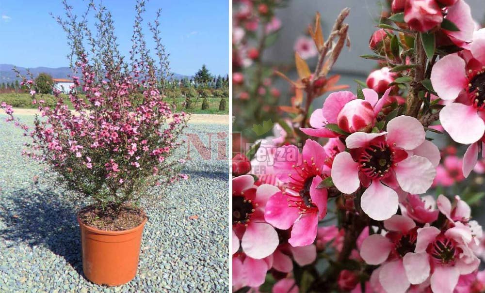 Leptospermum scoparium/Okyanus Mersini