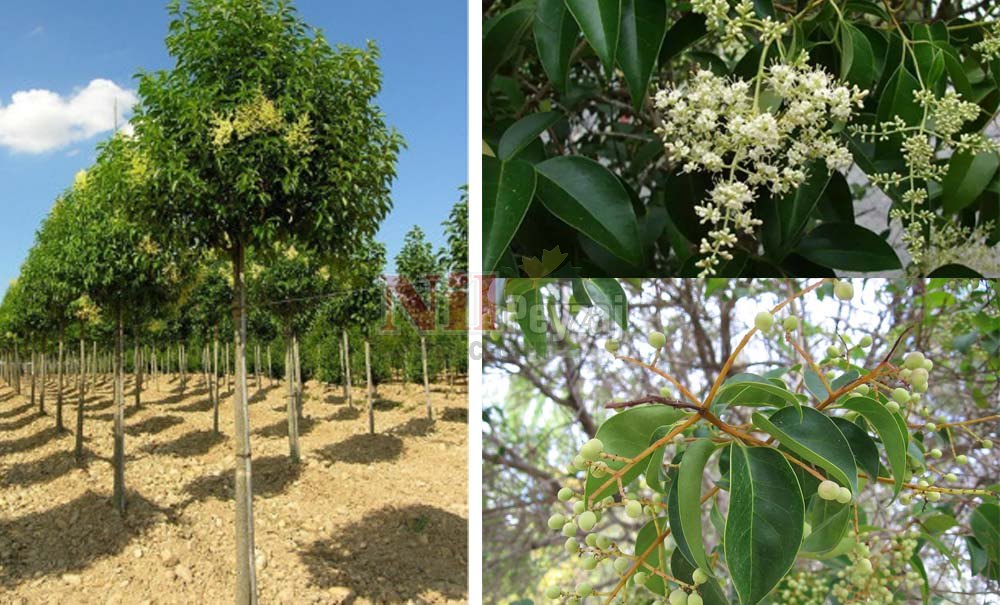 Ligustrum Japonica/Kurtbağrı (Tige)