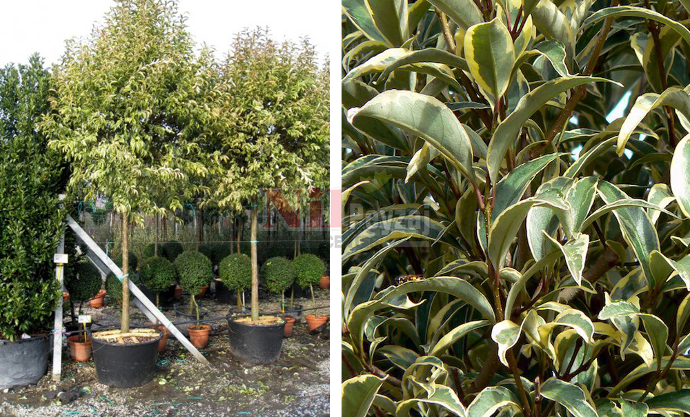 Ligustrum japonica variegata/Alacalı Kurtbağrı