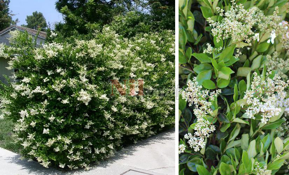 Ligustrum japonicum ‘Texanum’/Kurtbağrı