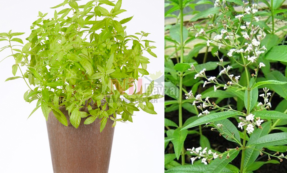 Lippia citriodora/Limon Melisa