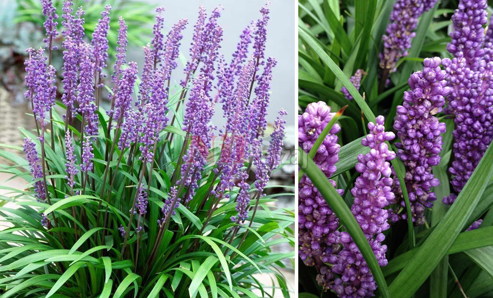 Liriope muscari/Çim Zambağı