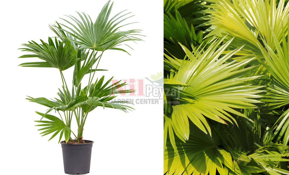 Livistona chinensis/Çin Yelpaze Palmiyesi
