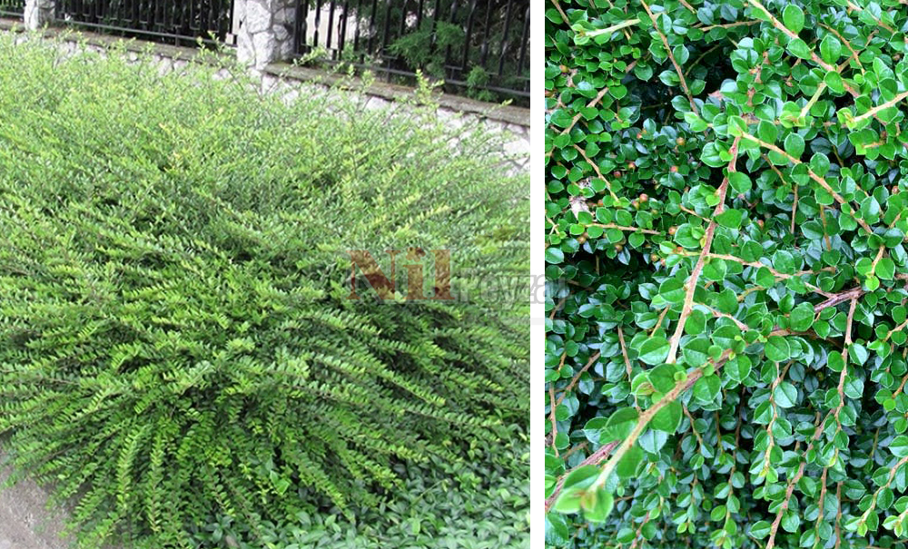 Lonicera nitida/Hanımeli bodur