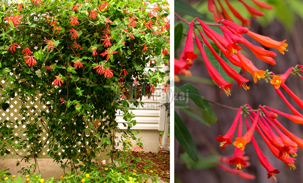 Lonicera sempervirens/Hanımeli