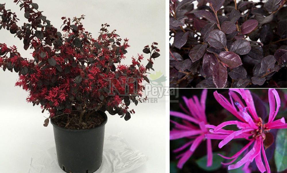 Loropetalum chinense black pearl/Loropetalum