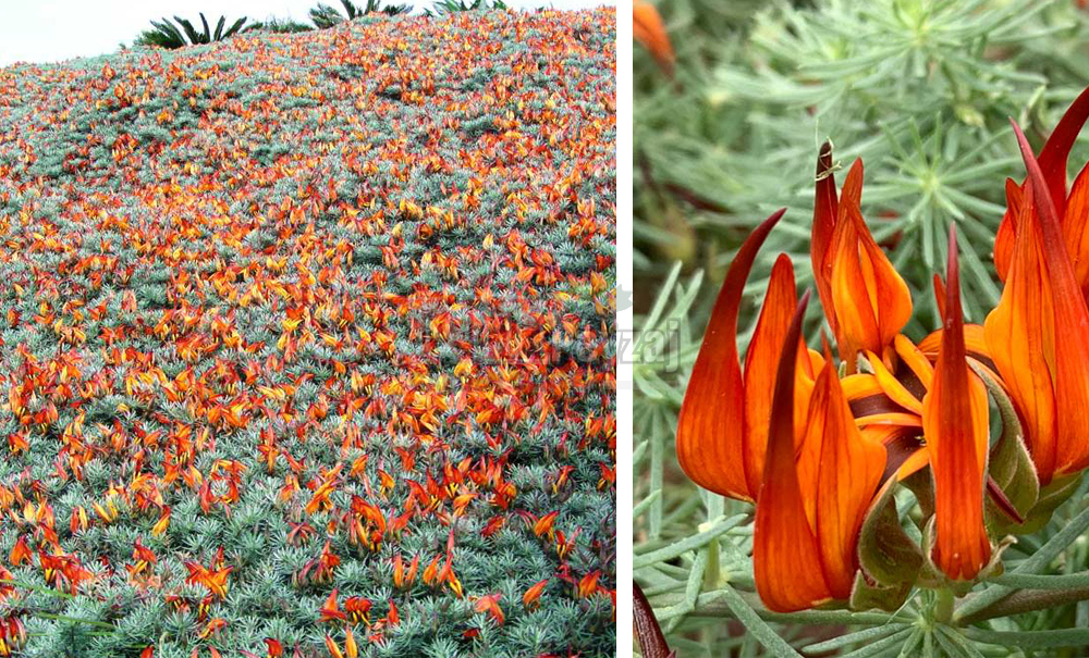 Lotus berthelotii/Papağan Gagası