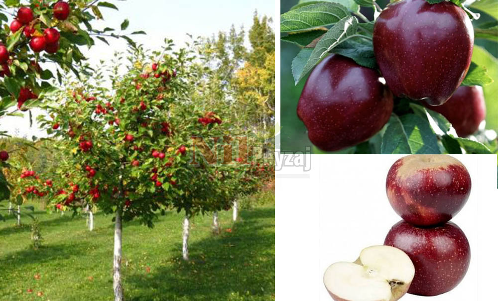 Malus domestica/Elma Arapkızı