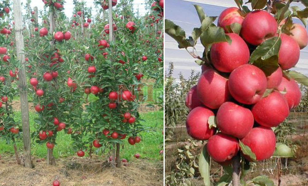 Malus domestica/Elma Bodur