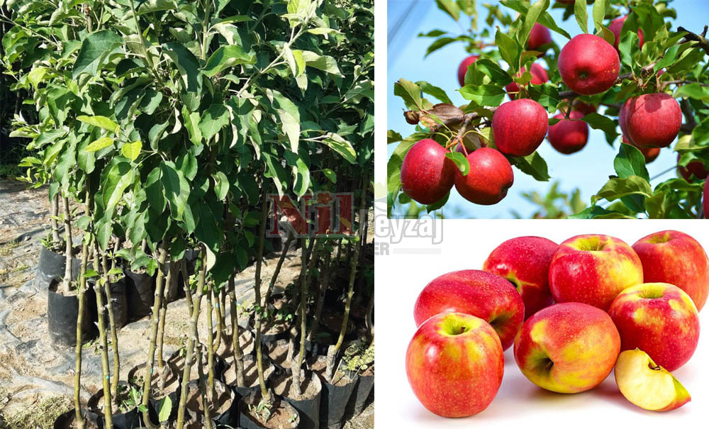 Malus domestica/Pink Lady