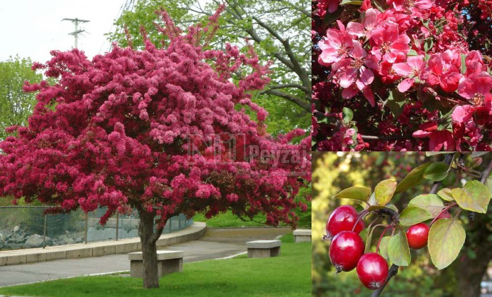 Malus floribunda/Süs Elması