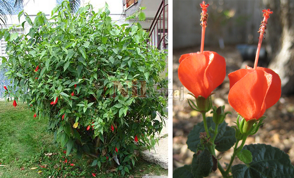 Malvaviscus arboreus/Türk’ün Şapkası