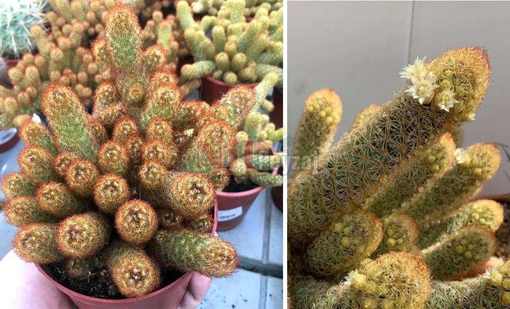 Mammillaria elongata/Altın dantel kaktüs