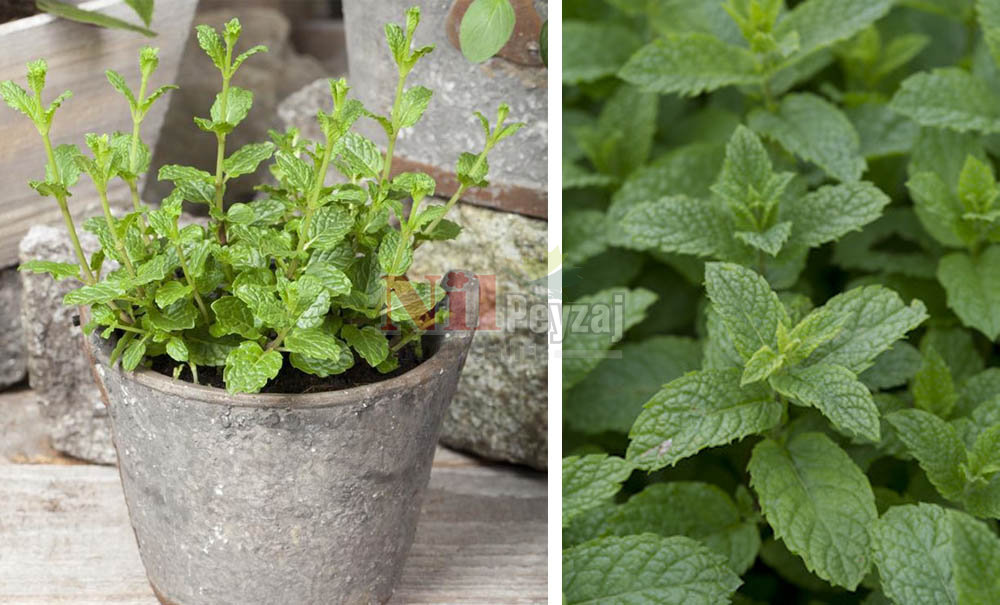 Mentha spicata-Marokko